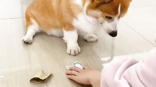 Funny dog 2