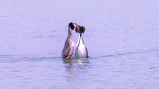Amazing birds video 2