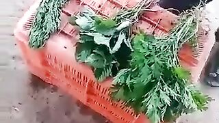 Fresh vegetables