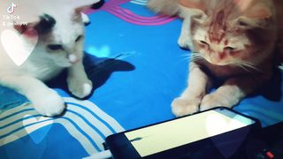 Keasyikan kucing yang tidak bisa di ganggu