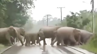 Elephant thanks