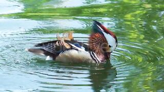 colourful duck drink water in the lake
