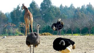 animal enjoy in jungle
