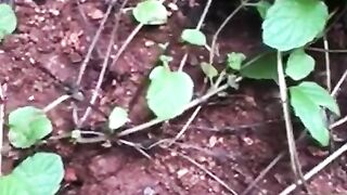 Fresh Mint Leaves