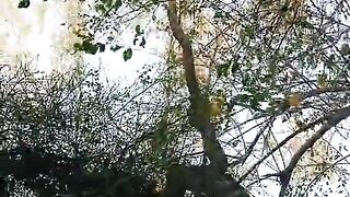 Big tree
