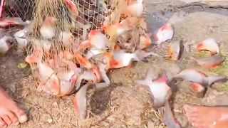 Amazing village fishing ????