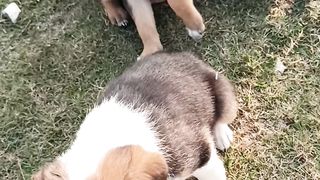 Cute Puppy 2