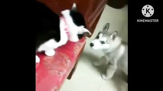 ???? Cats And ???? Dogs Funny Moments