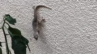 OMG There is a Lizard In my Garden
