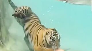 This is one big cat dthat LOVES the water.
