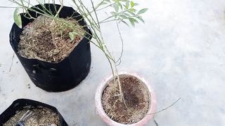 ہم نے لیمن کا گملا کیوں چینج کیا