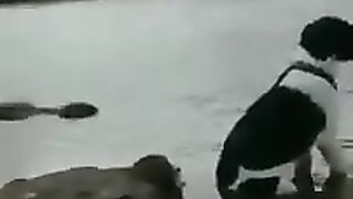 Chupacabra stralks its prey.