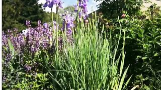 Nature videos 2