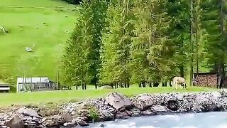 Nature 5