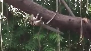 OMG Squirrel Playing Around