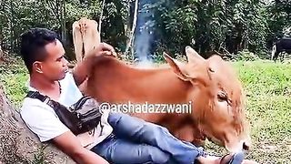 Sapi yang setia