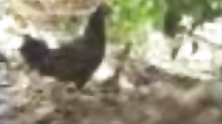Black Color Hen