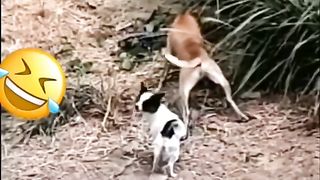 Video animal 2