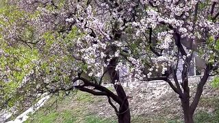 Spring in Skardu Gilgat baltistan