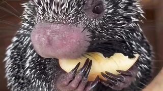 Animal video #Livestreaming #Livevideochat #Socialnetworking #Interactive #Fun #Entertaining #Engaging