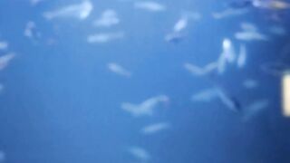Nice fish 2