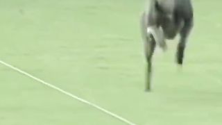 fastest dog ever #fastest #ever #dog
