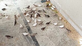 My Finches Colony