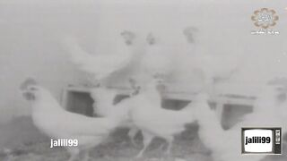 التمثيلية الكويتية مطلوب زوج عام ١٩٦٨م