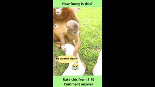 "Funny Monkey"-23
