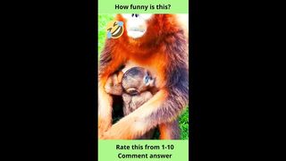 "Funny Monkey" -MK-24
