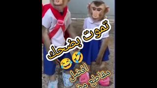 Try not to laugh 4