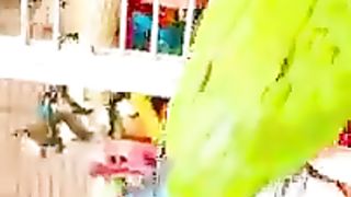 beautiful parrot 2