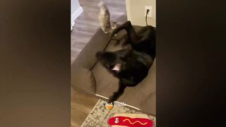les animaux droles de l'année