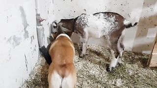dog and goat 2