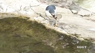 great bird