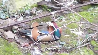 colourful duck