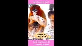 "Funny Monkey"-25