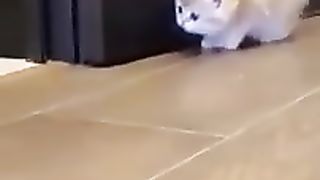 Funny cats 3