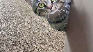 Cat funny video 3