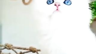 Beautiful cats 2