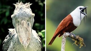 The loudest birds in the world