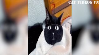 Funniest Animals Videos _ Best Funny Cats and Cute Dog _ Funny Animal Compilation