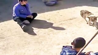 Funniest Videos 2023  Funny Cats  and Dogs  Part 25