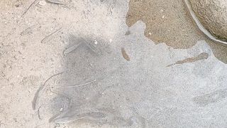 Water ????  And Fish ????