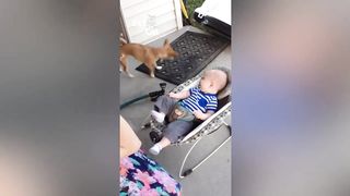 dogs and babies
