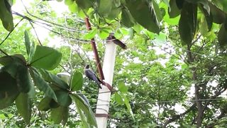 Crow Bird