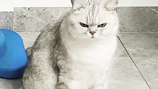Funny videos https://youtube.com/@MagiccatsFunny127