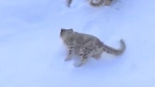 Snow Leopard Cubs Playing in Karakarum Mountain Khunjarab National Park