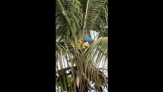 Parrot with Amazing skills