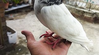 Kalabaz pigeons